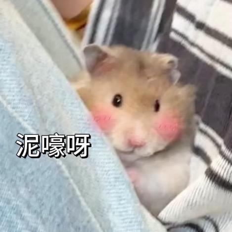 AAAAA养鼠🐻总（出金丝熊）在唐山