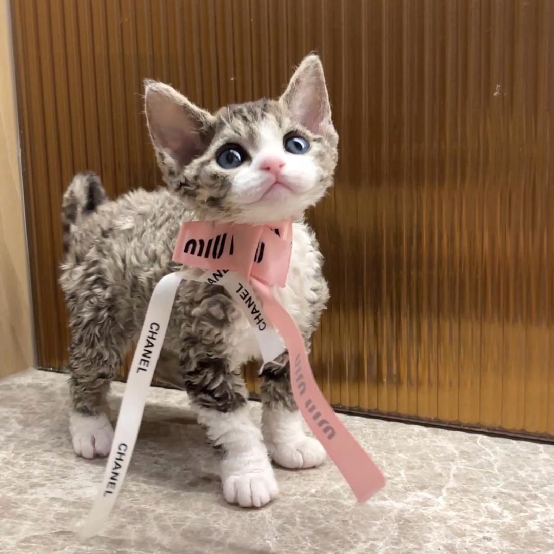 彩虹德文卷毛猫