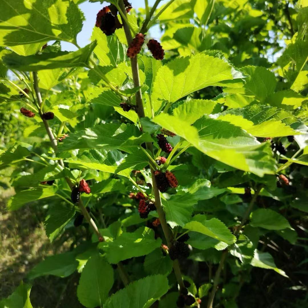 鸿利航餐饮生活坊