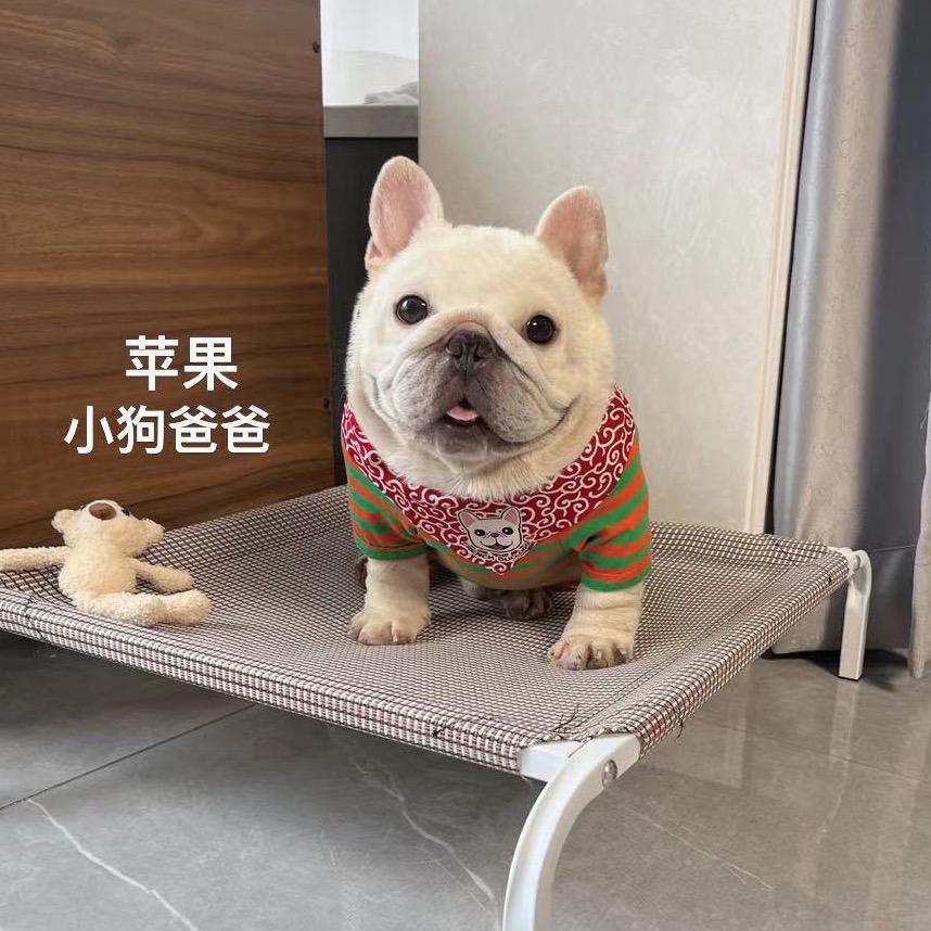 大凯家的法斗（直播号）