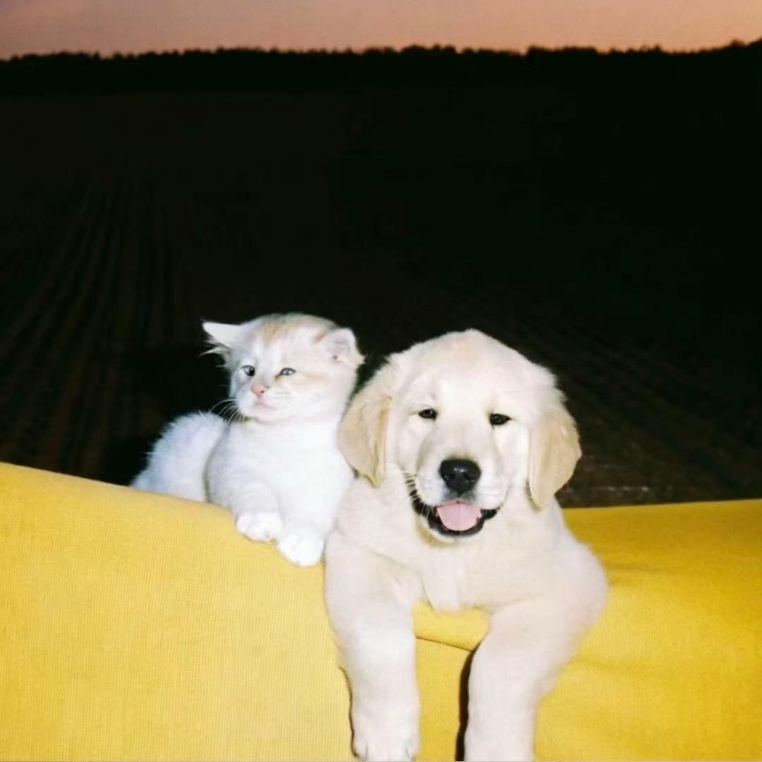 巴斯克吐司好好吃