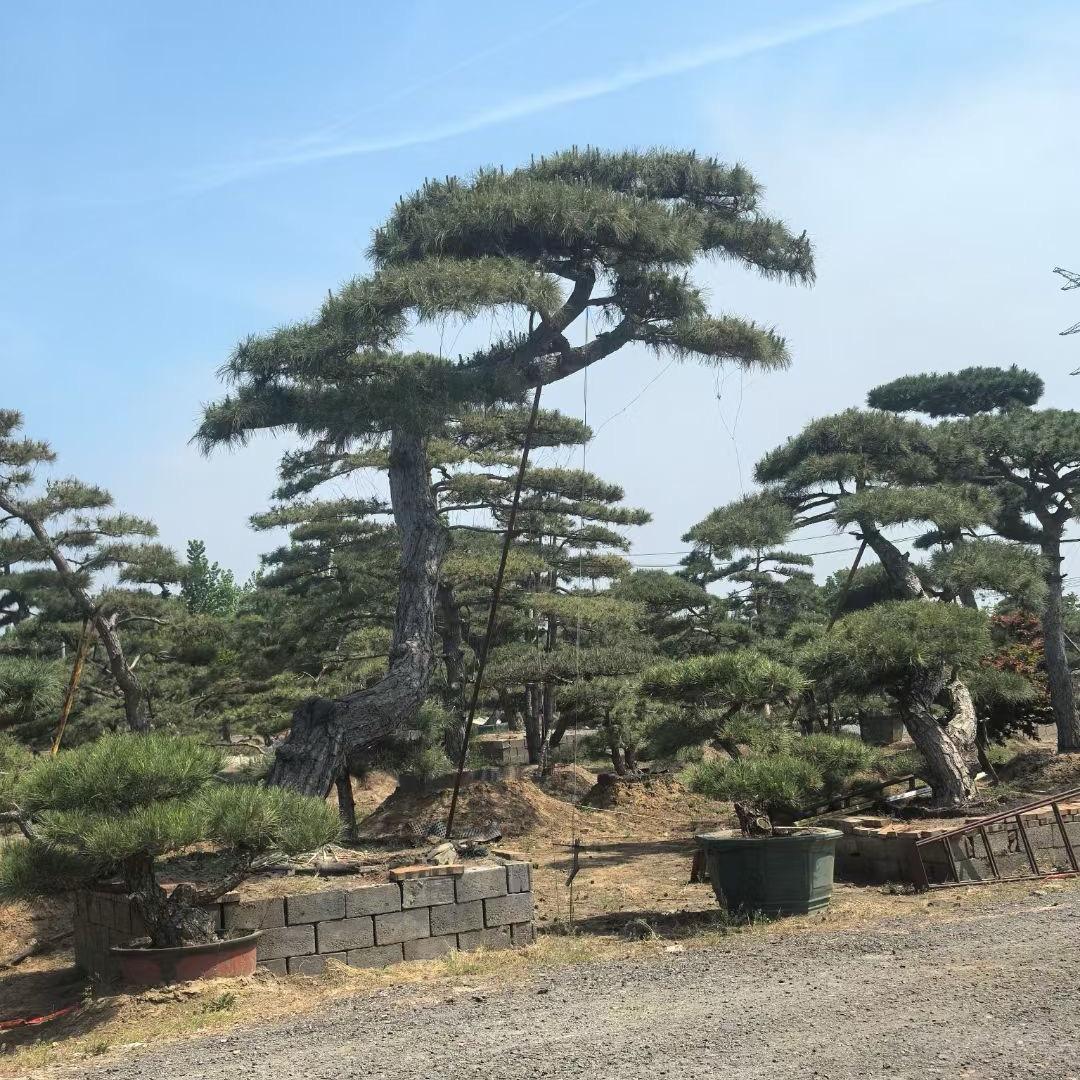 泰安三万造型松基地8️⃣