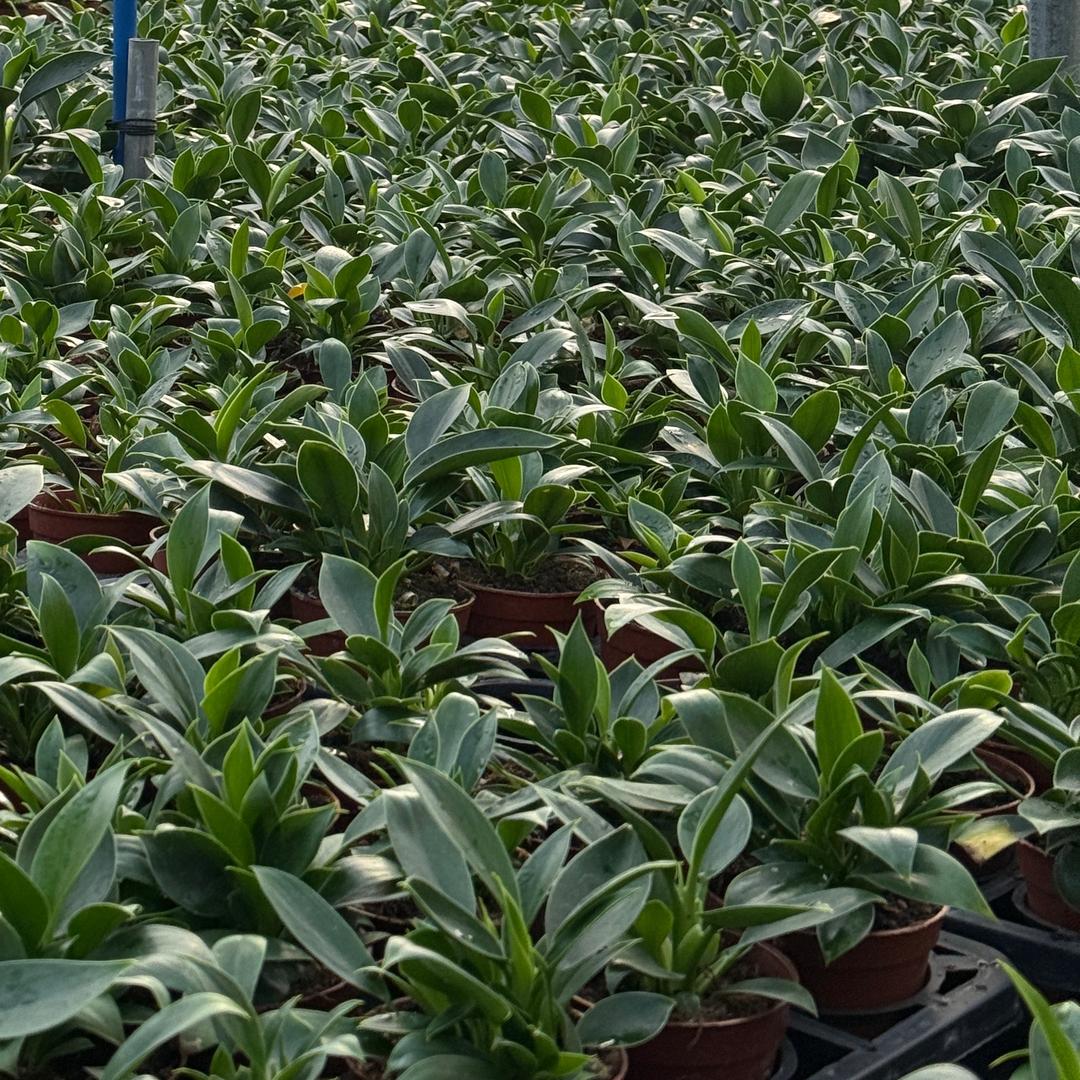 青禾植园