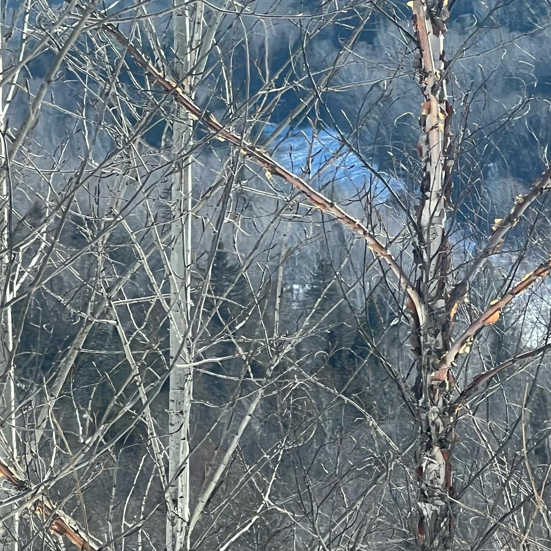 白桦树汁源头工厂