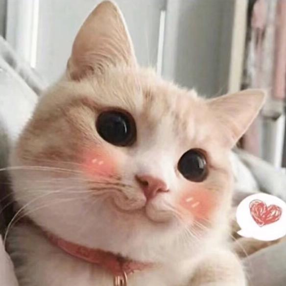 猫耳朵 🐾 🐾 🐾