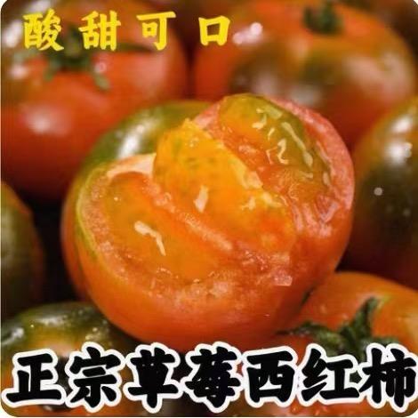 五哥碱地柿子