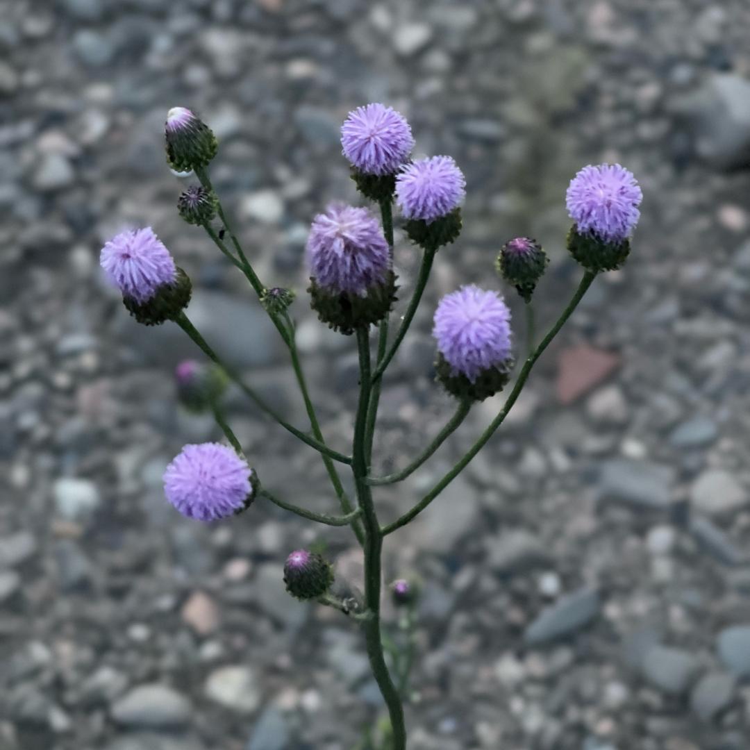 白里挑一