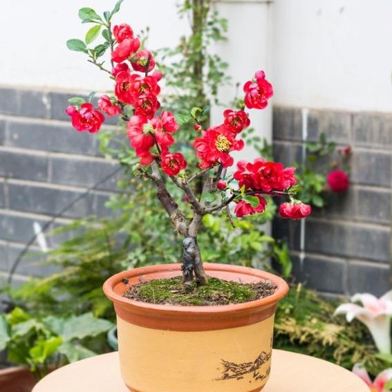 阿杨正能量