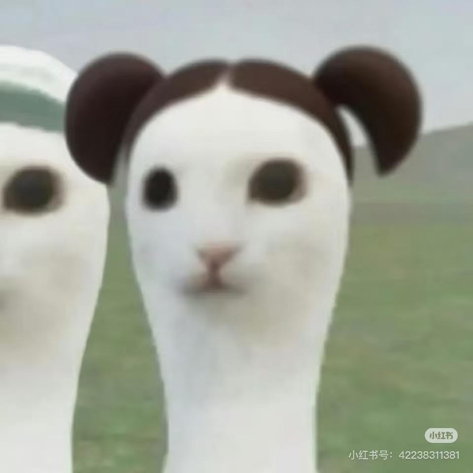 ₍˄·͈༝·͈˄*₎◞ ̑̑