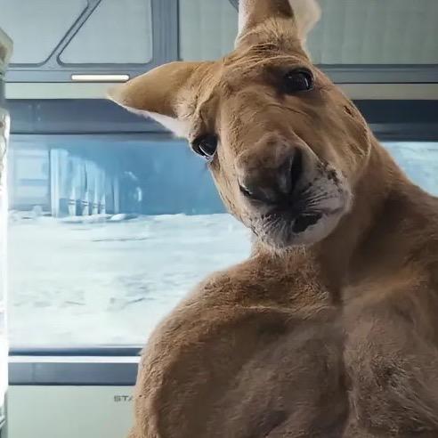 不会游泳的鸭子