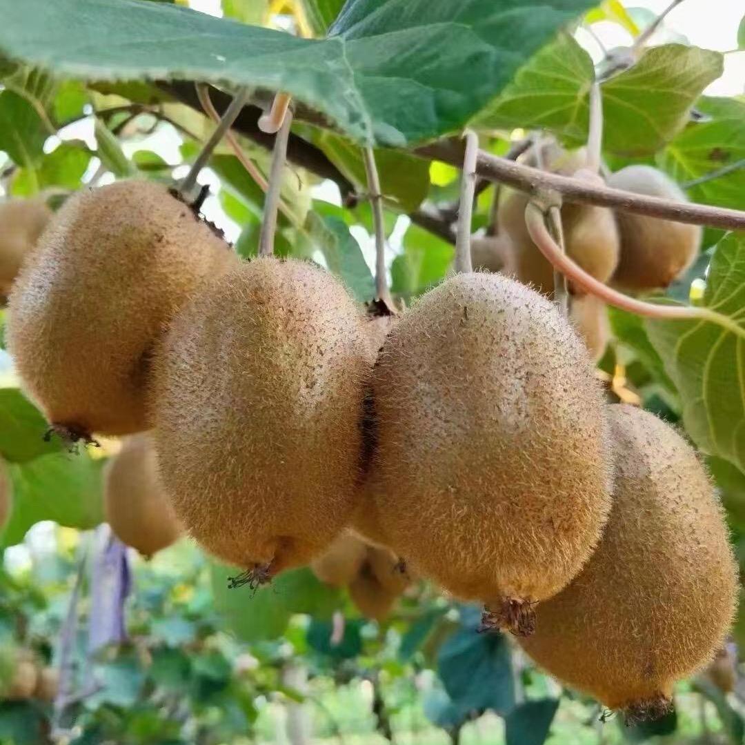 龘奫沄果优鲜～