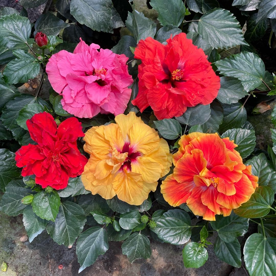 有间花小房