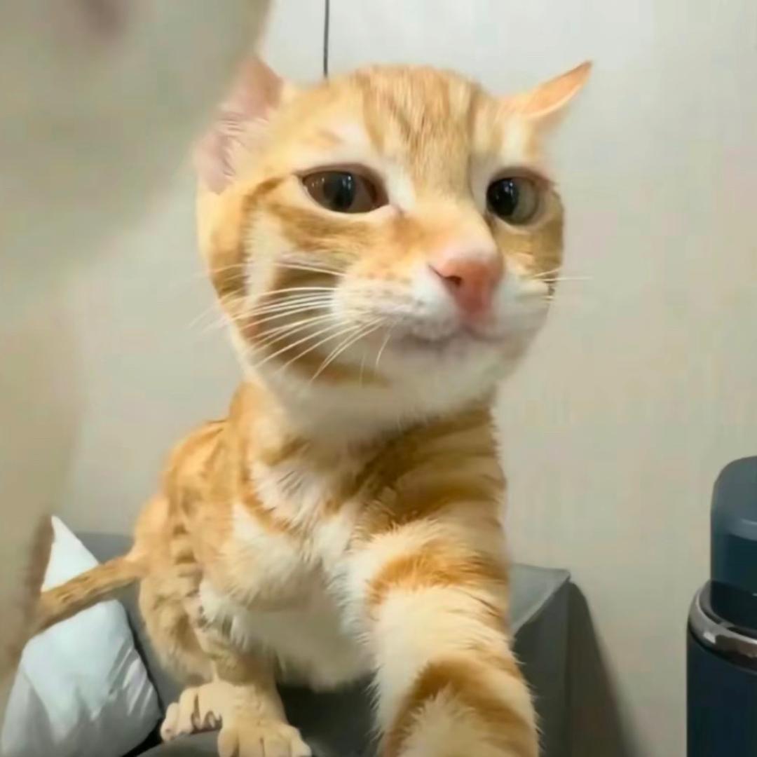 ^粥粥🍯