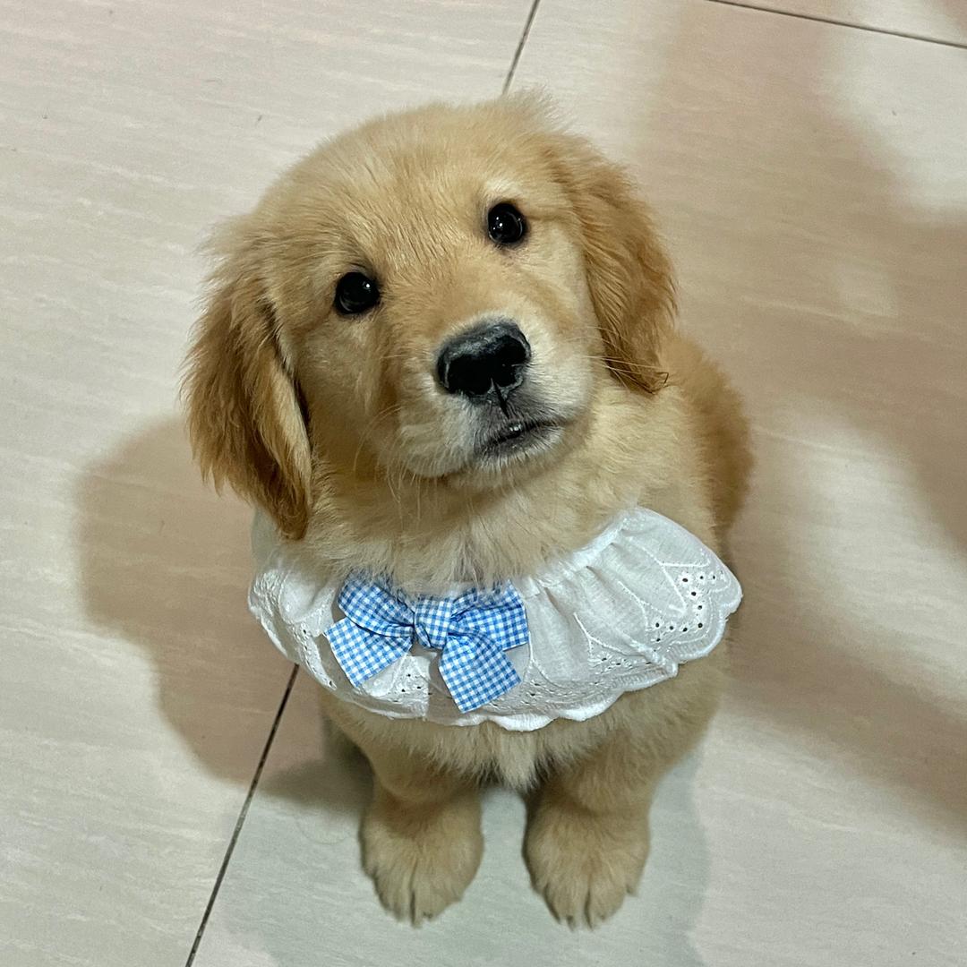 虎妞小日记📓