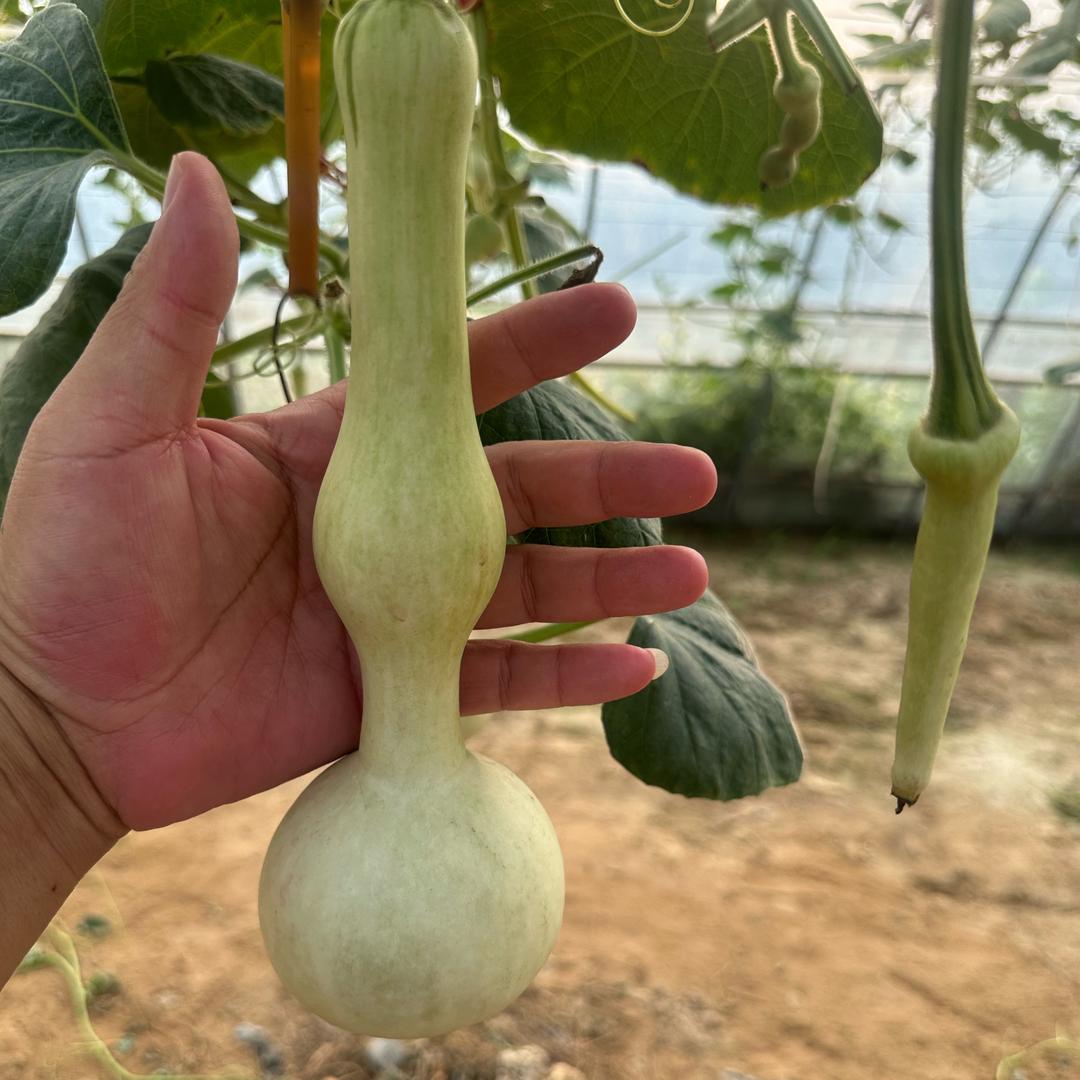 糊涂好物严选葫芦店