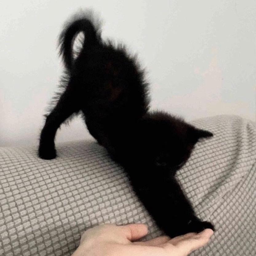 猫不打呼噜