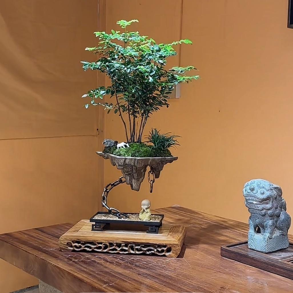热火三角梅