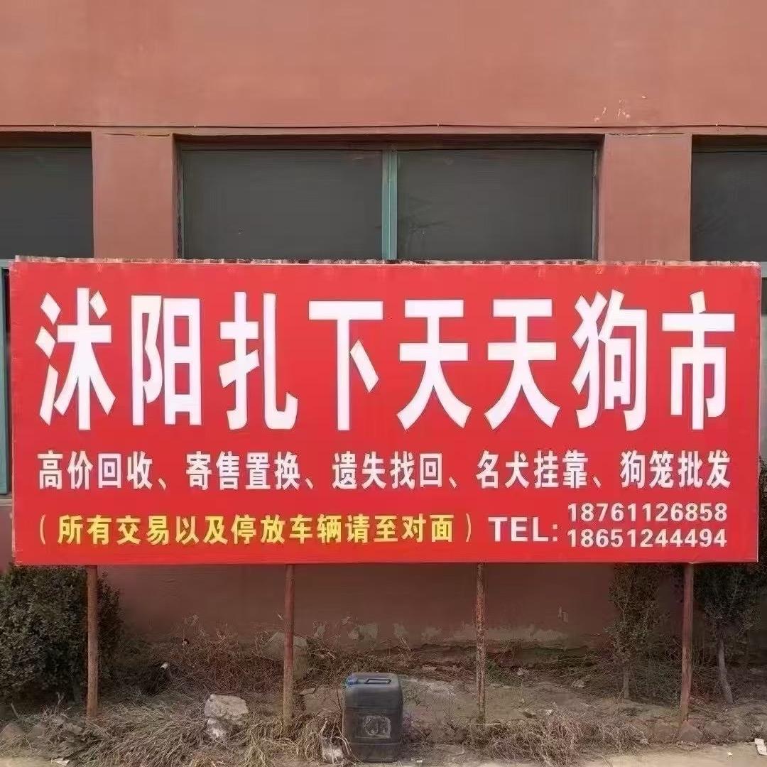 沭阳扎下天天狗市 狗笼定制