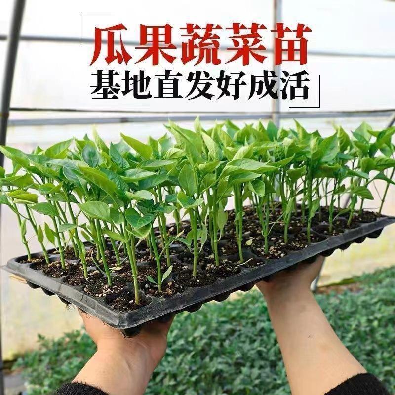 蔬香小院