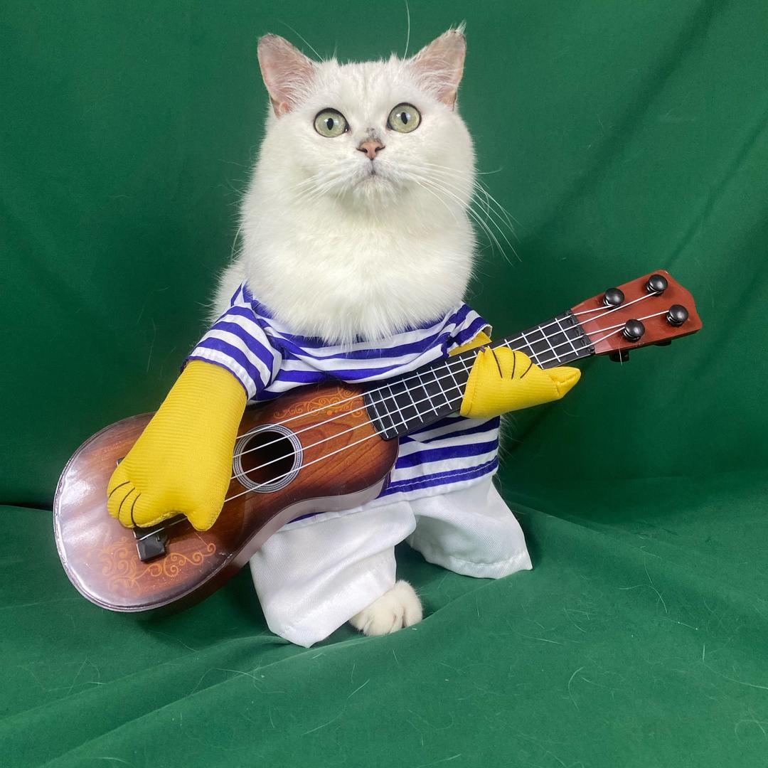 胖哥爱洗猫（上门洗猫）