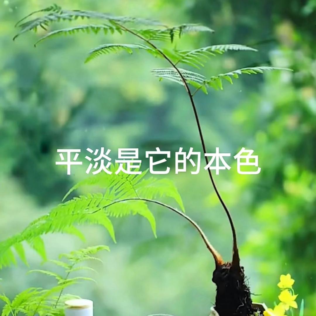 人生如茶