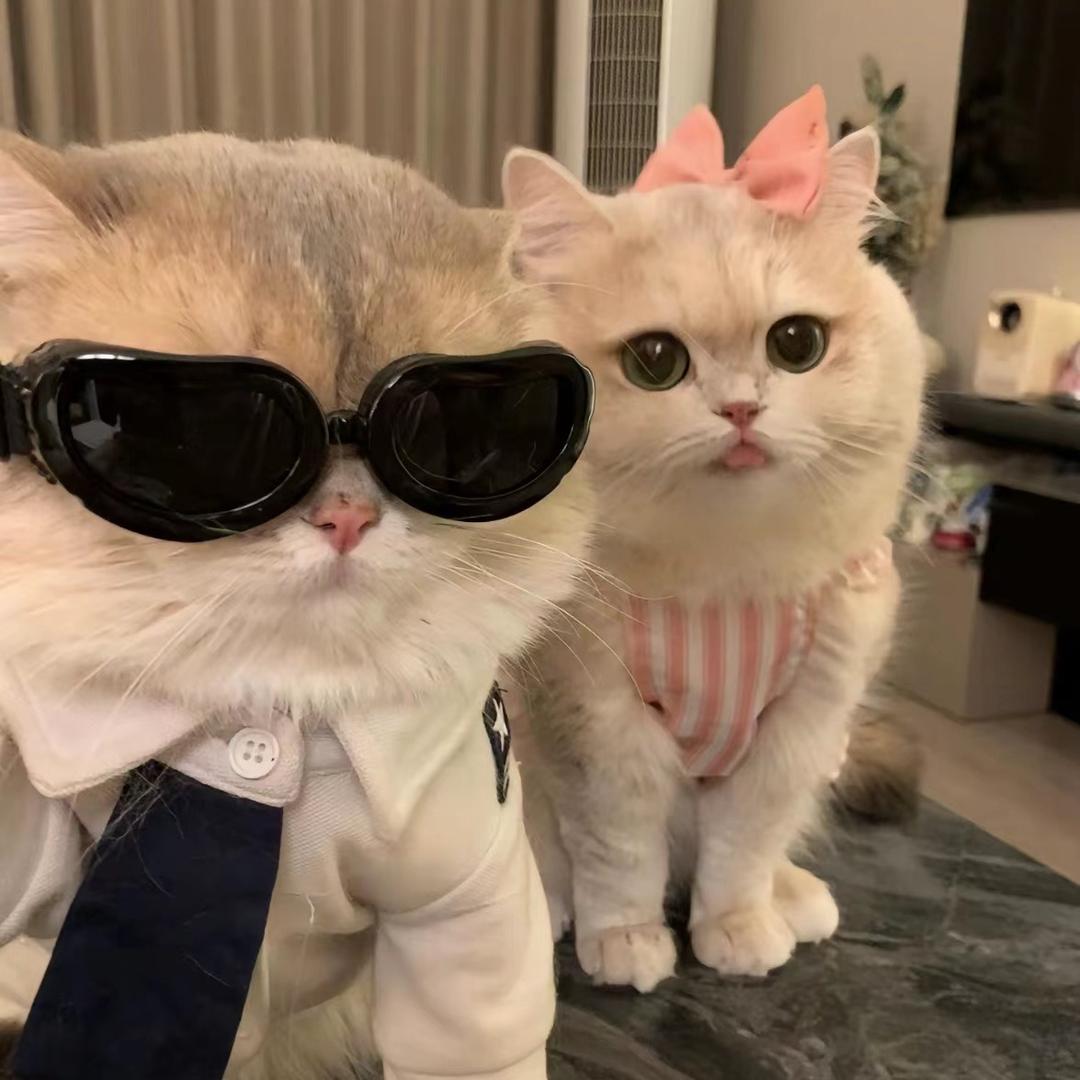 老字号白吉馍🥙