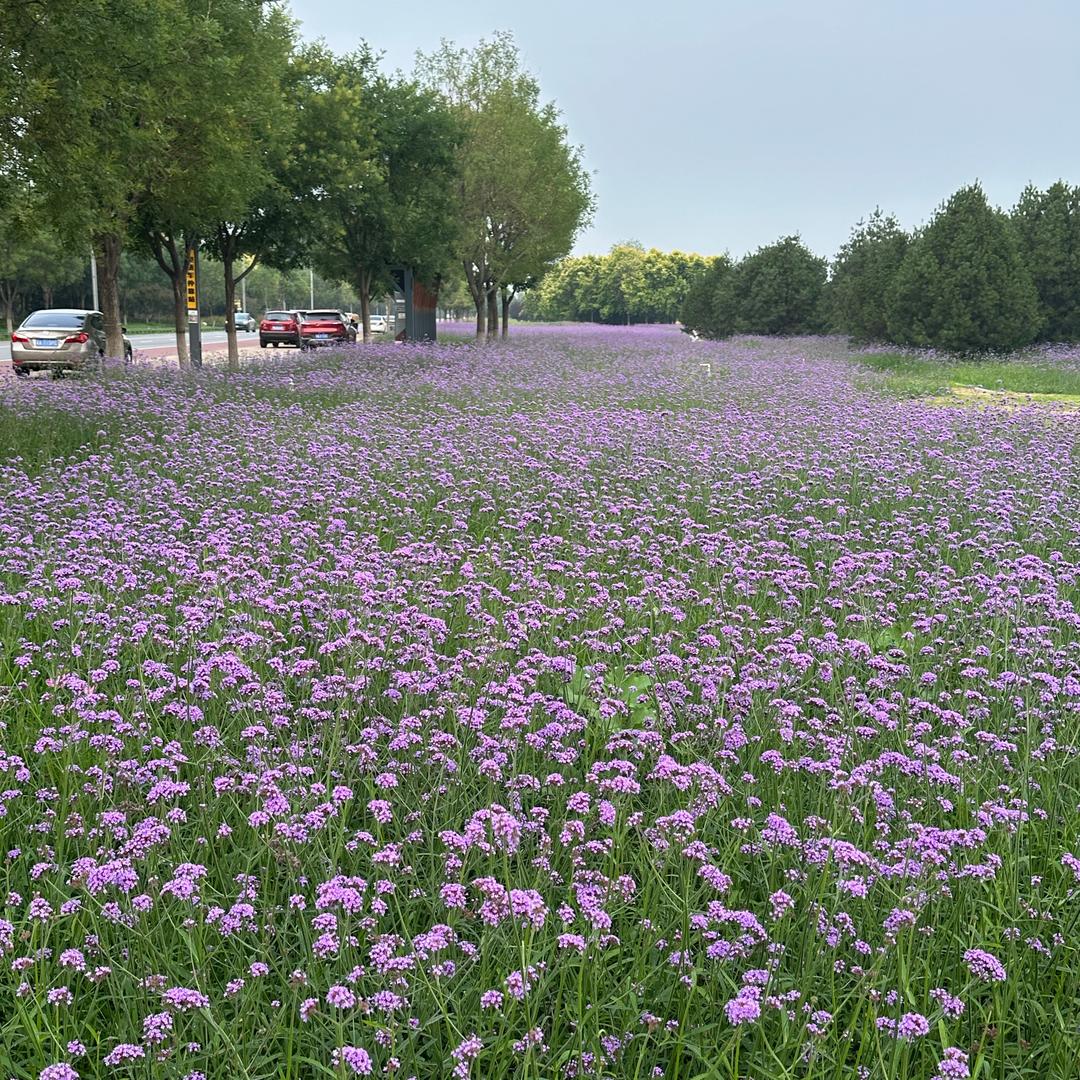 花姐