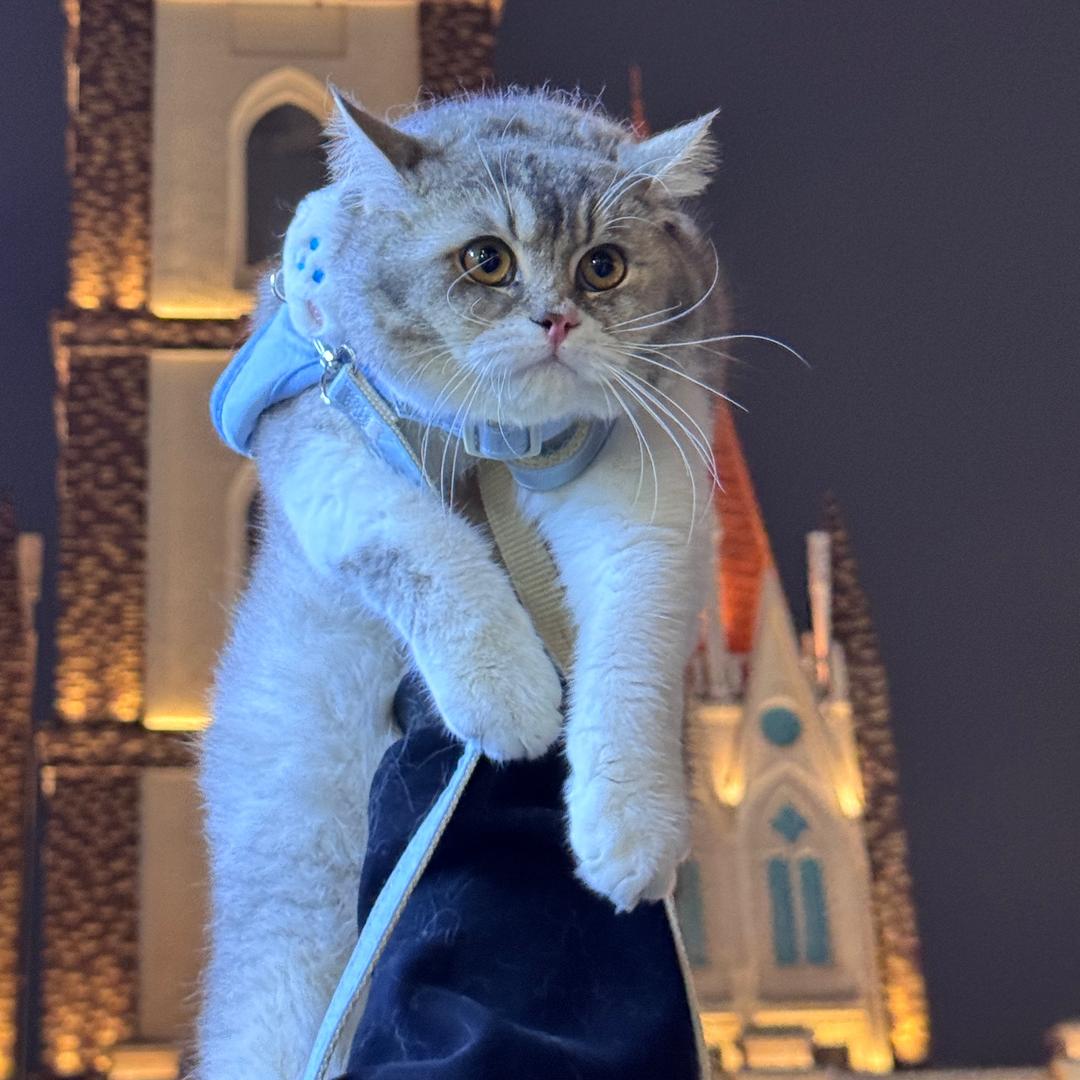 养乐多养不熟🐱