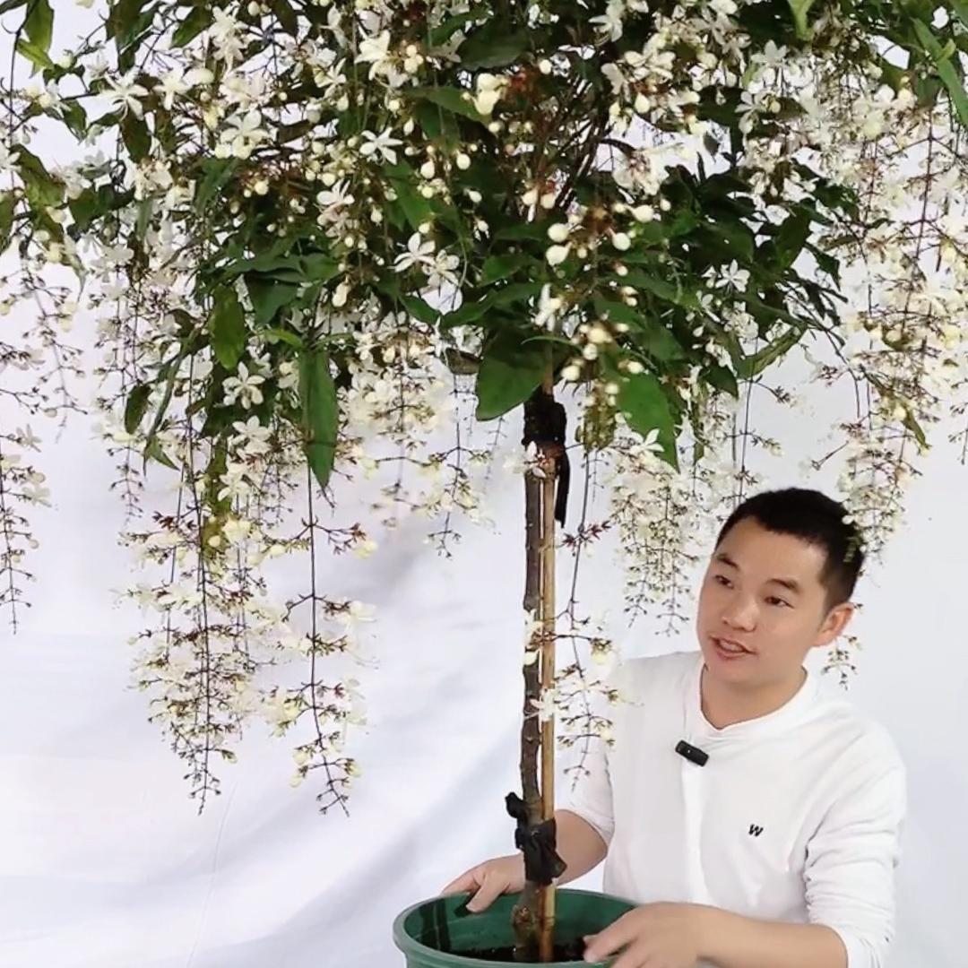 此情此景广州百科园艺有限公司鲜花专卖店