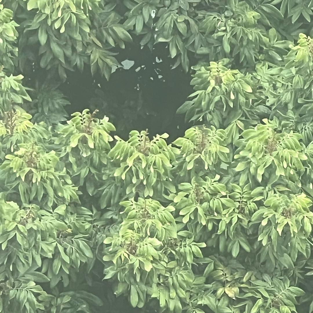 雅驼幻㐅优选