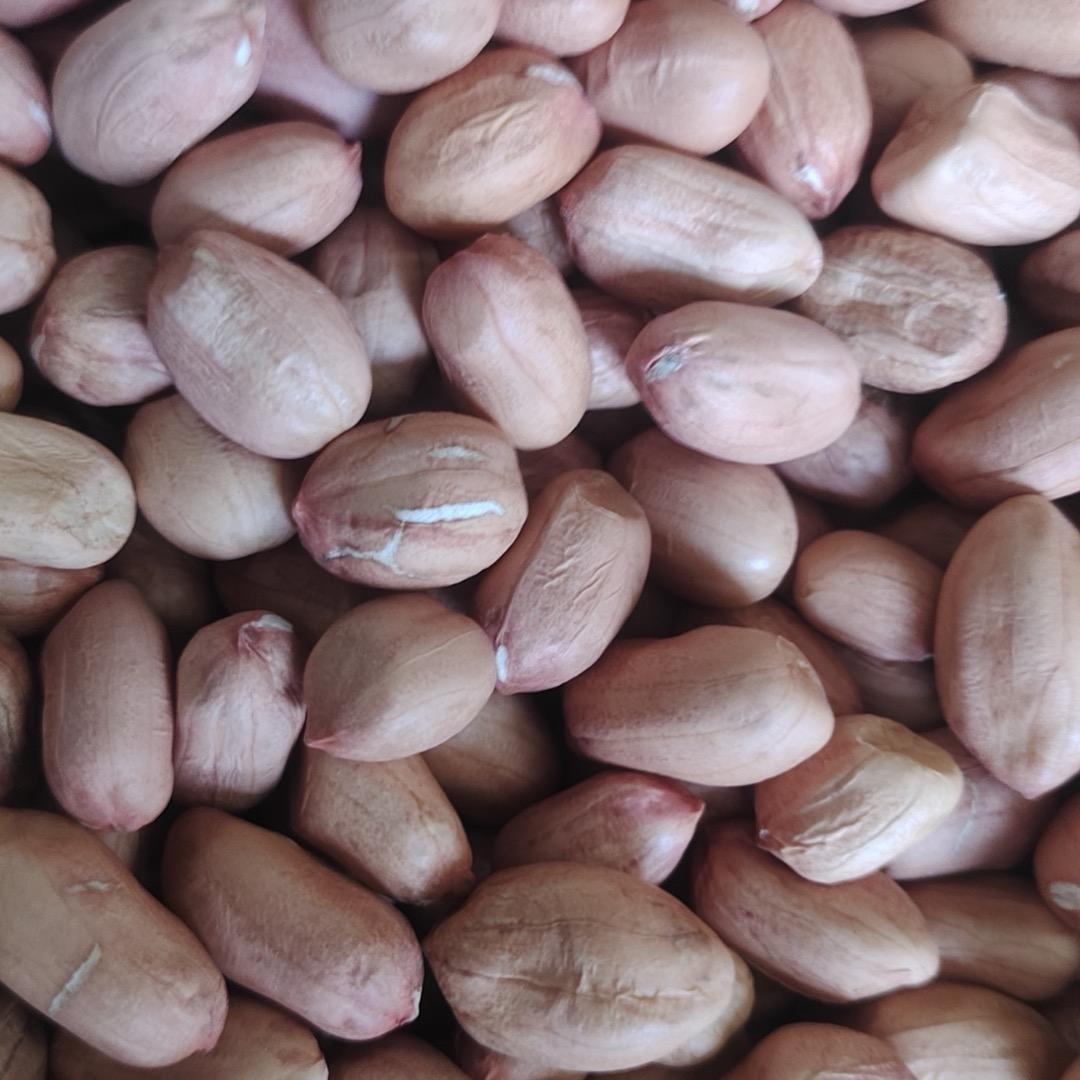 郸城县巴集乡巴屯村冯志飞花生米收购点