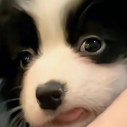 运气爆棚的土豆