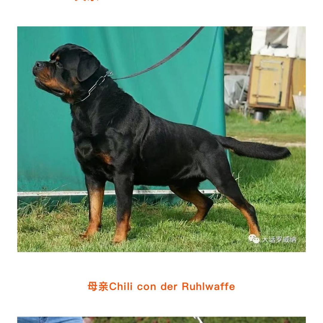 罗威纳（俊杰）