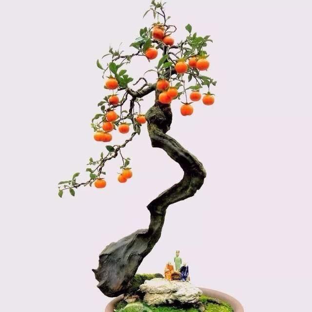 春春金弹子盆景