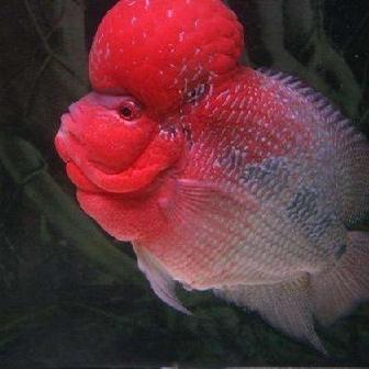 西海岸水族馆