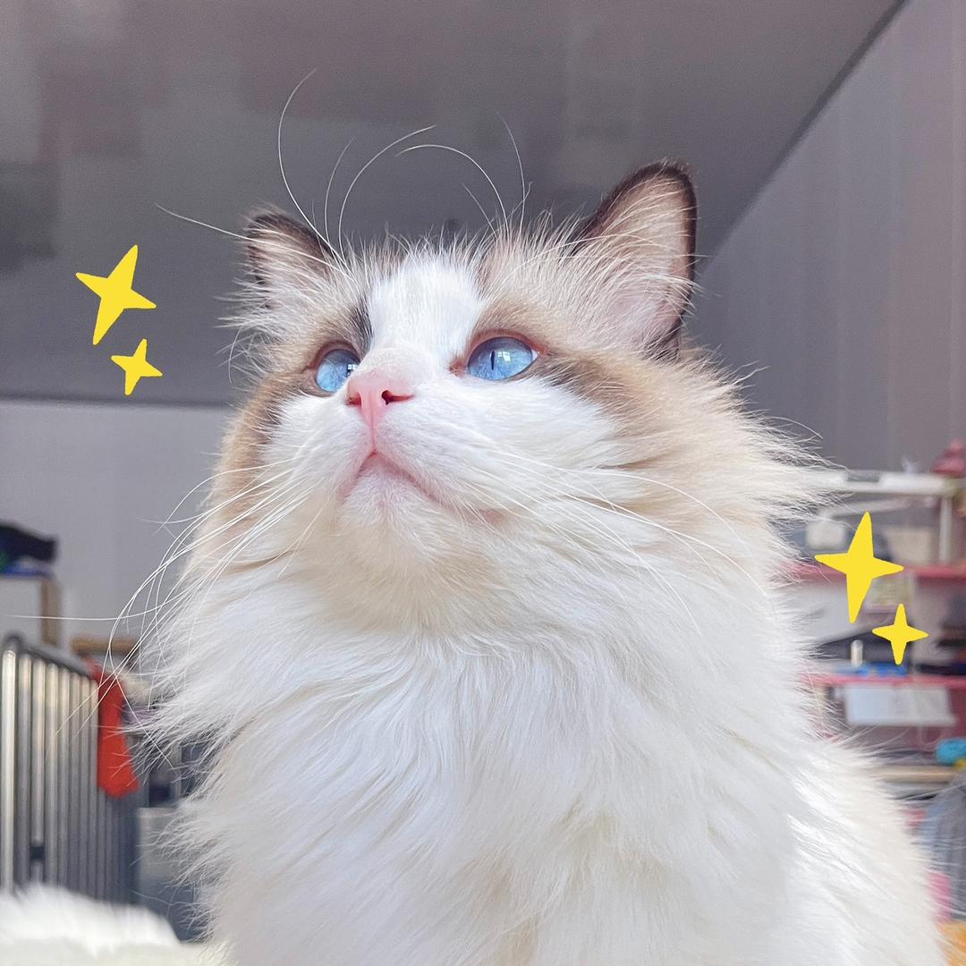 大赢家的猫