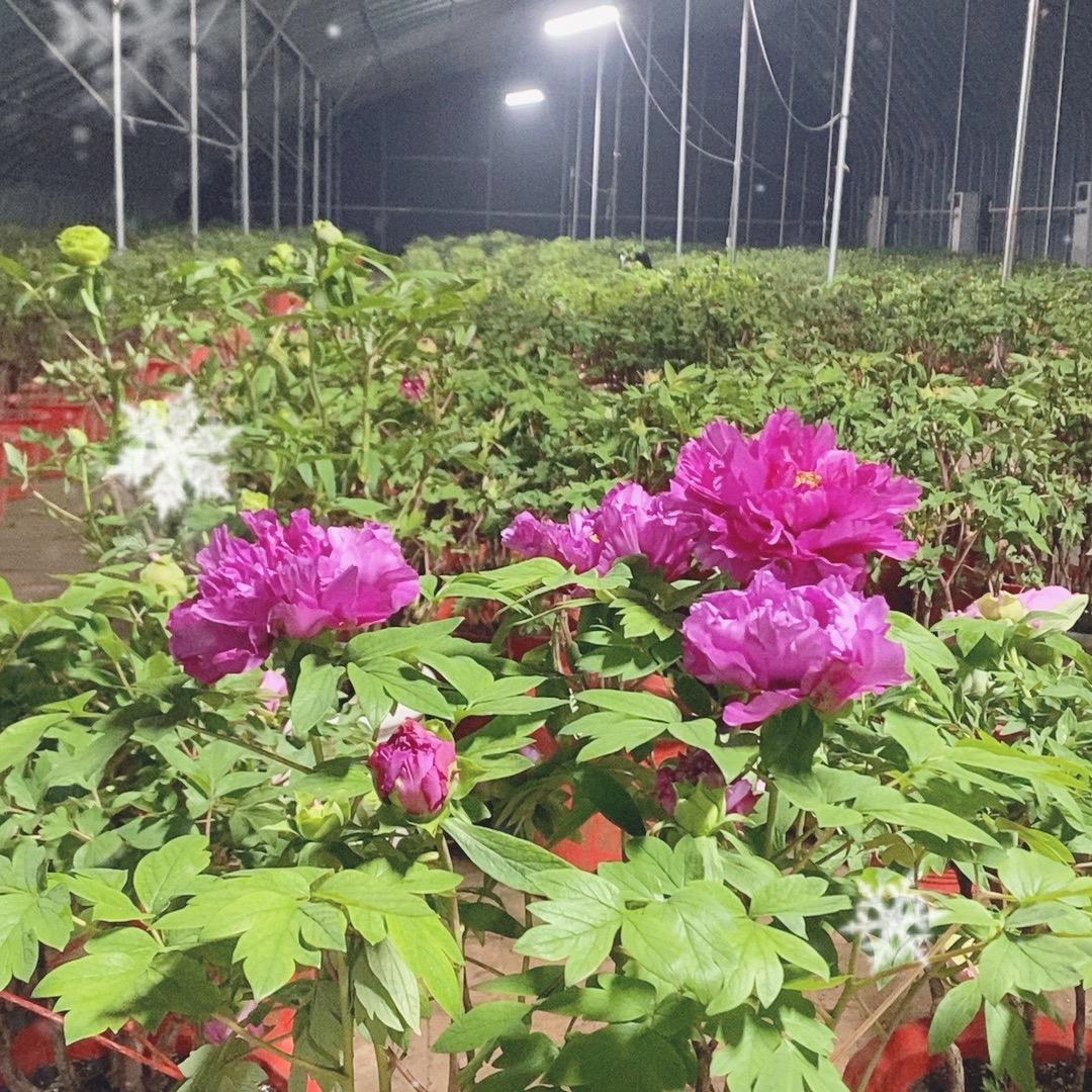 丹芍种苗批发基地