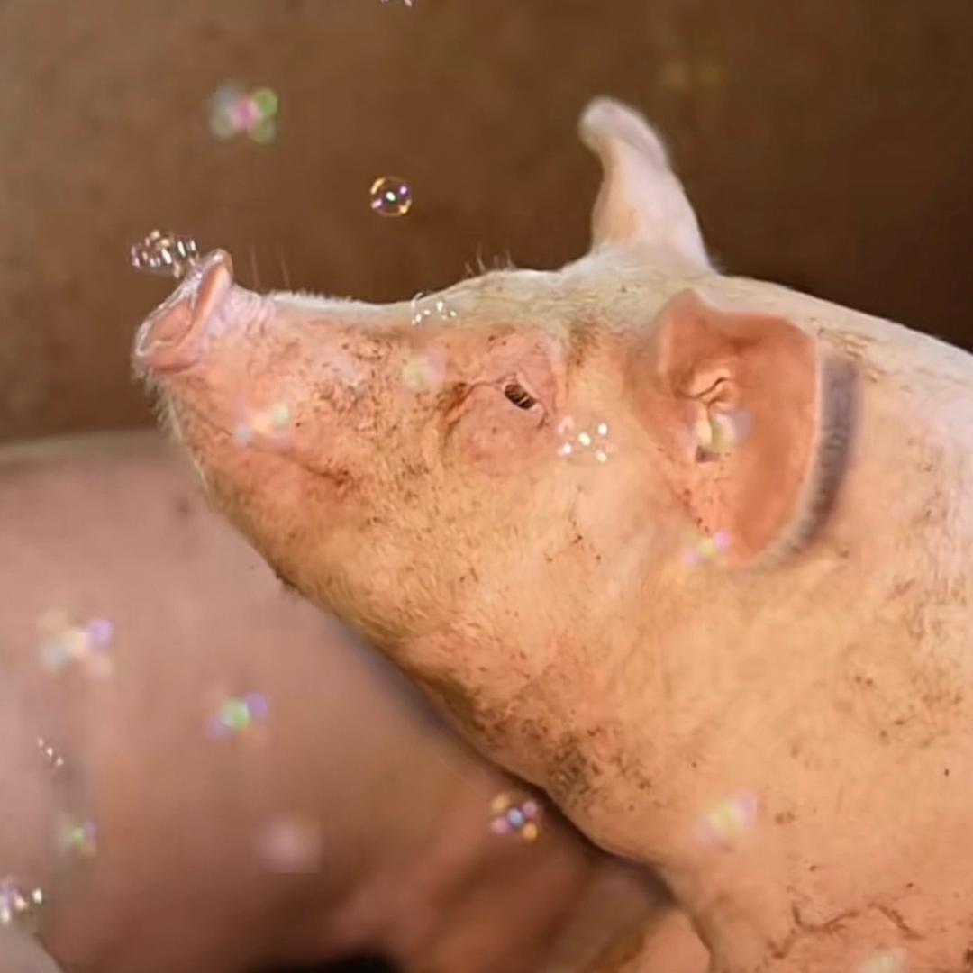 大约克夏猪🐷