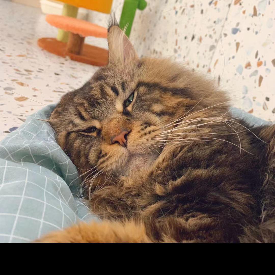 喵霸（救助版）