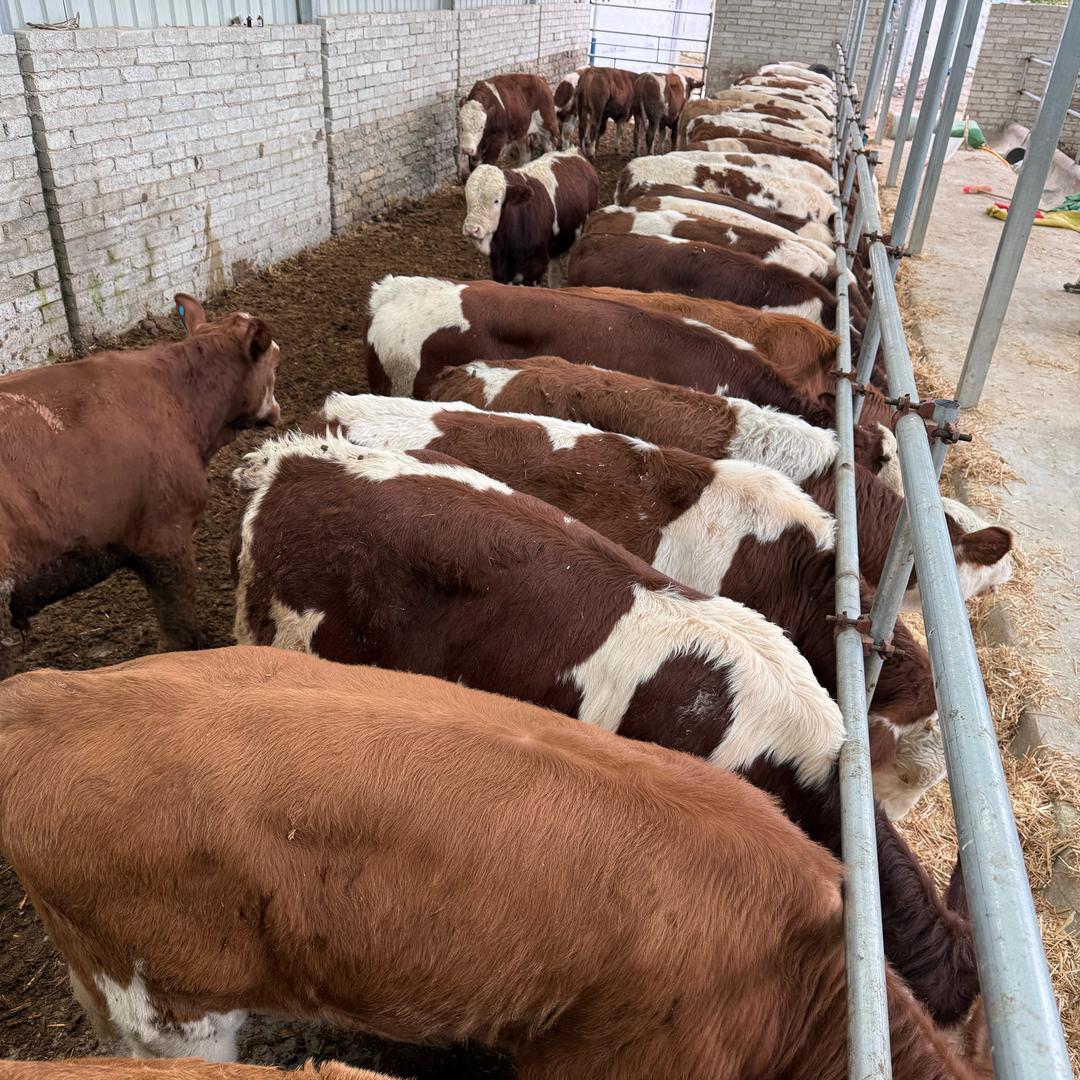 贵州代办[阿云] 🐂