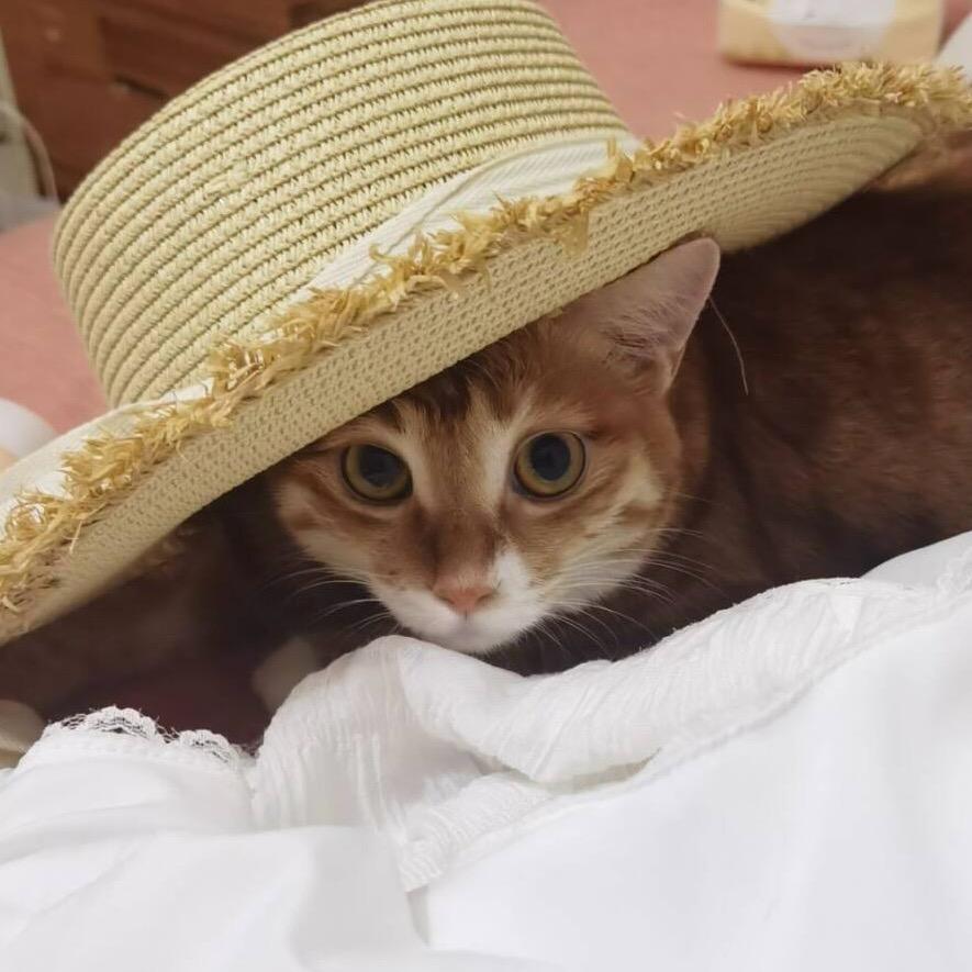 安生小怪
