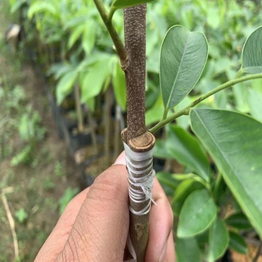 鑫源奇楠基地
