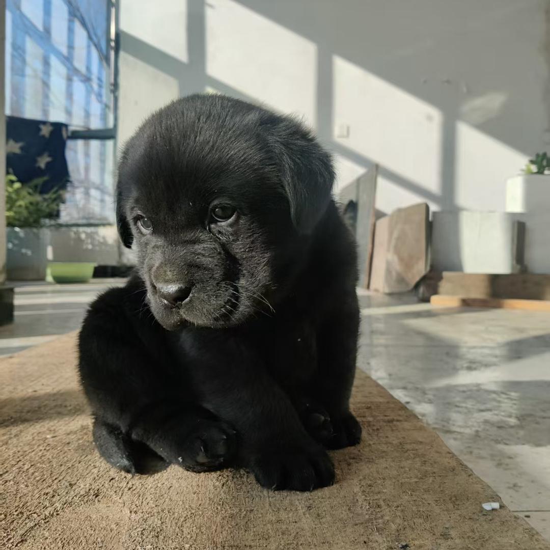 不是所有哈士奇都叫66