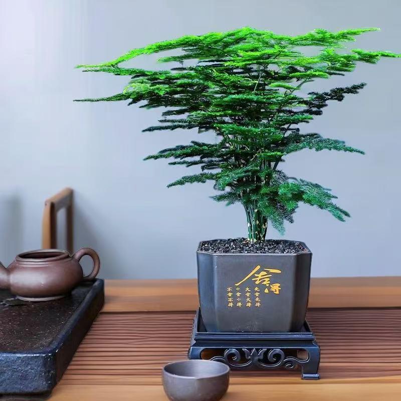 花之诺园艺