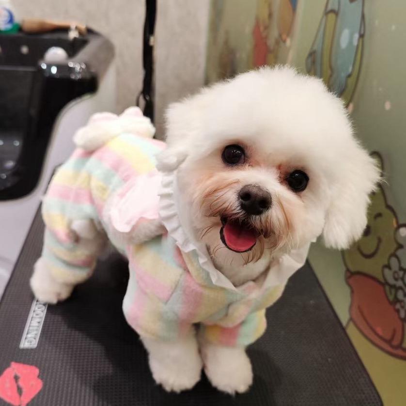 泡泡是只比熊