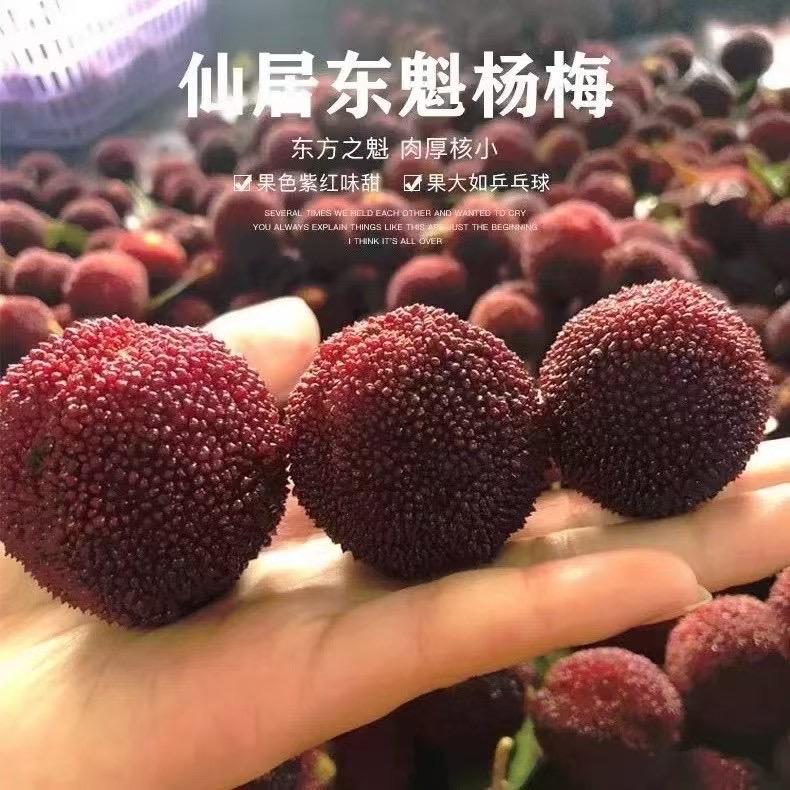 浙仙东魁杨梅
