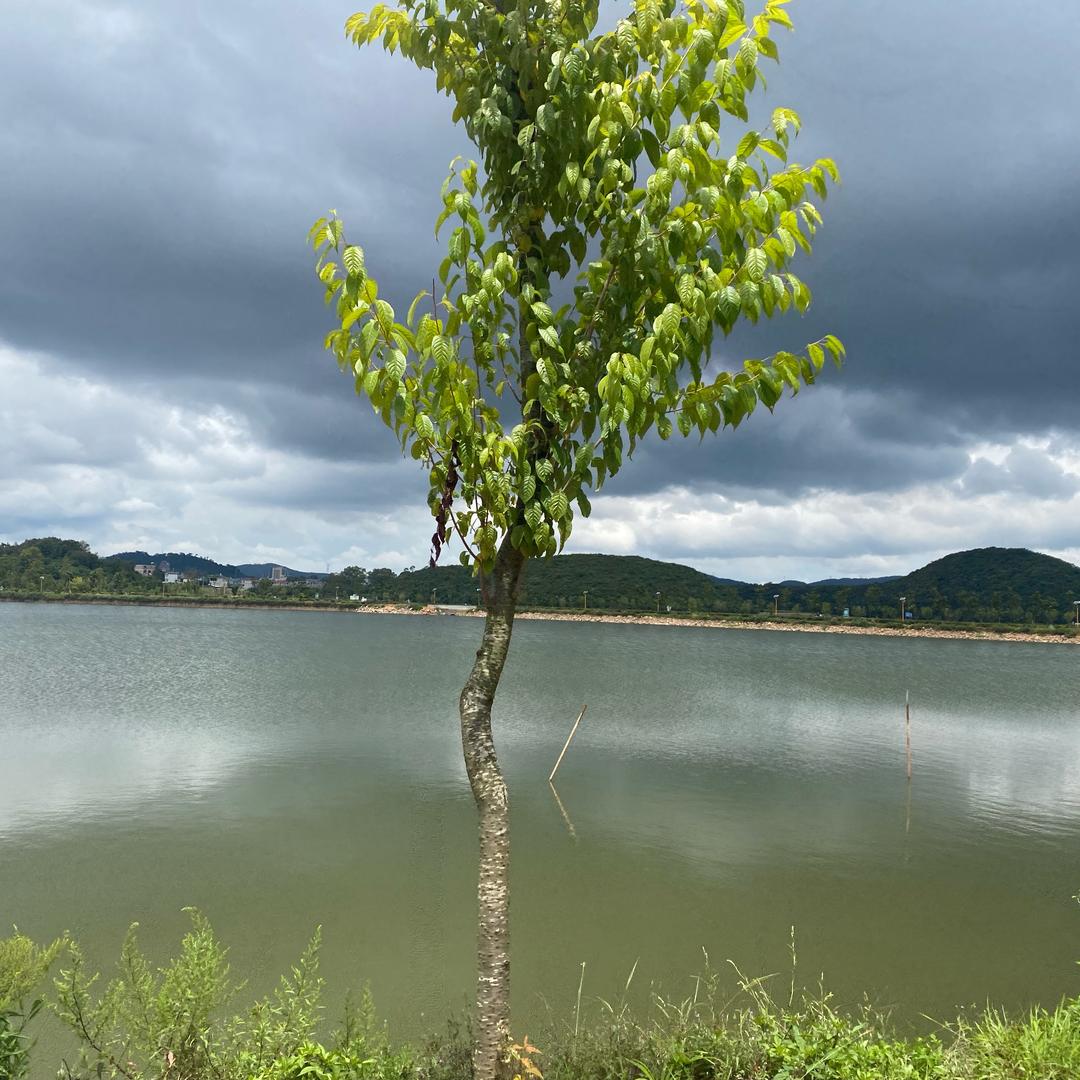 砚山信兴洗涤用品洗衣液厂《云南小张》