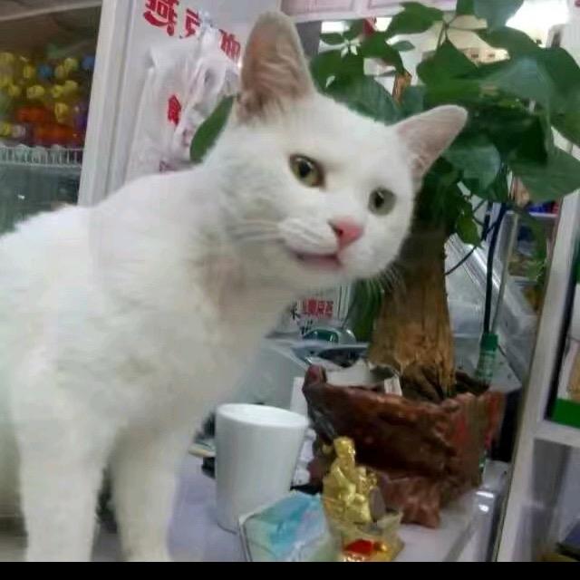 小迟牛肉干