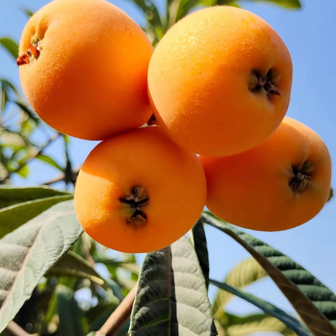 蓝茂果树苗木专营店果树果苗