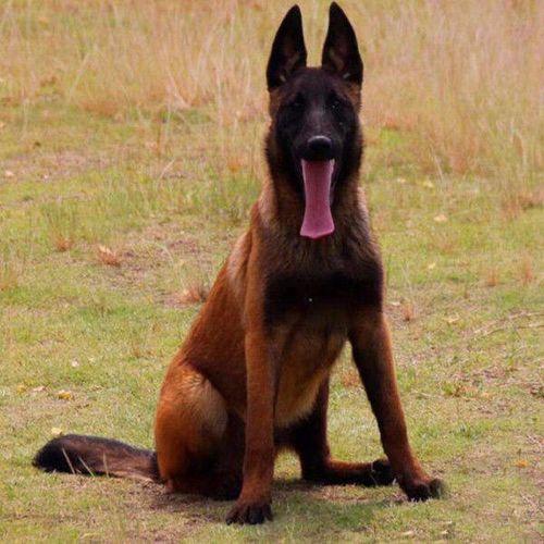 宜昌卢氏专业繁殖双血统马犬、杜高